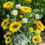 Miniaturbild: Blumengesteck in einer Holzvase
