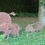 Miniaturbild: Rost- Tiere aus Stahl