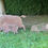 Miniaturbild: Rost- Tiere aus Stahl