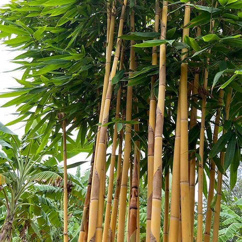 Schizostachyum-brachycladum-in-Thailand.jpeg