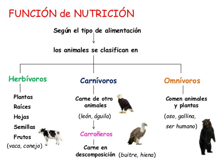 funciones-vitales-de-los-animales-2-638.