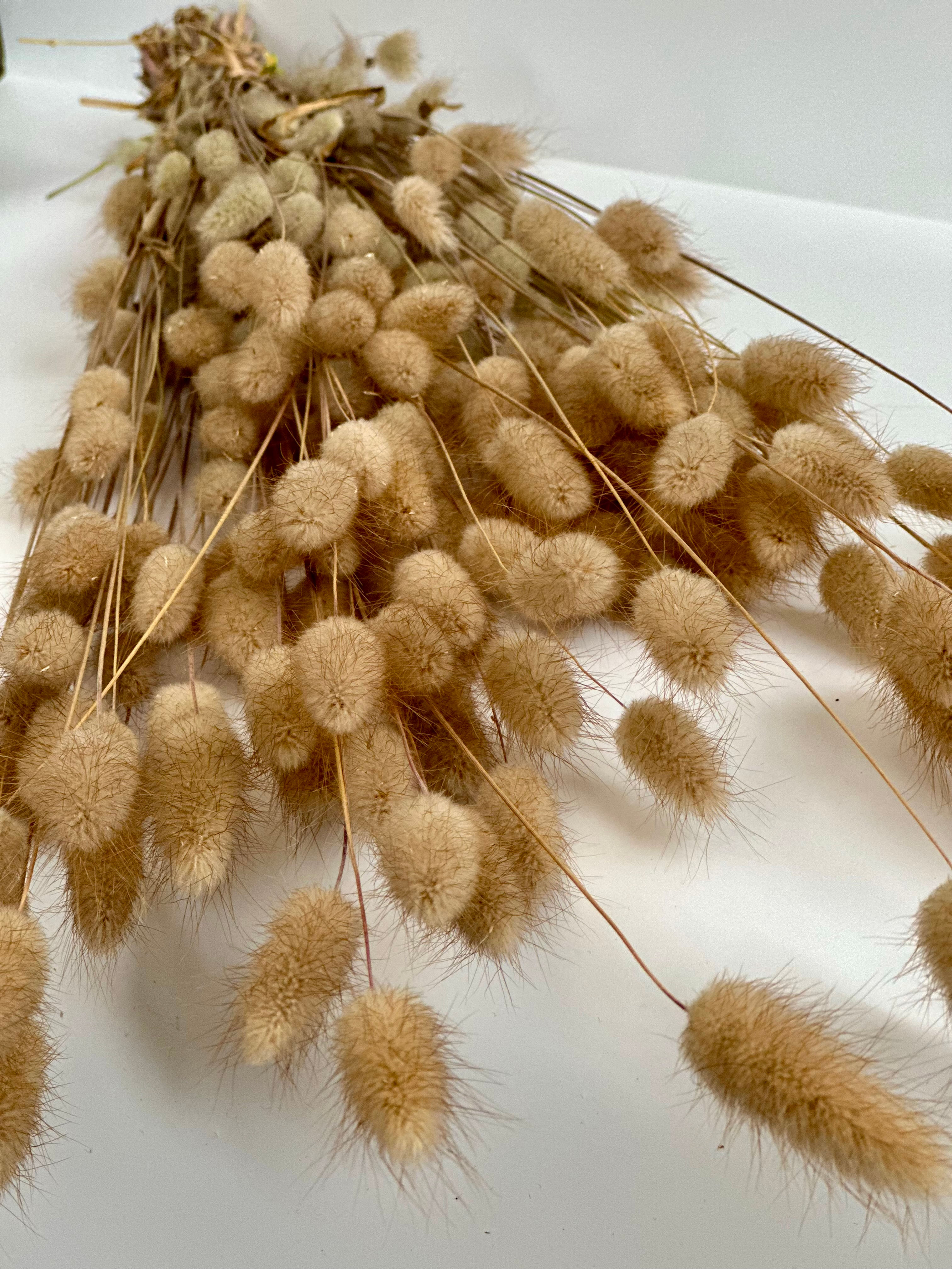 A bunch of dried Nautral Lagurus! Hare’s Tails, Bunny Tails or Lambs Tails!