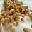 Thumbnail: A bunch of dried Nautral Lagurus! Hare’s Tails, Bunny Tails or Lambs Tails!