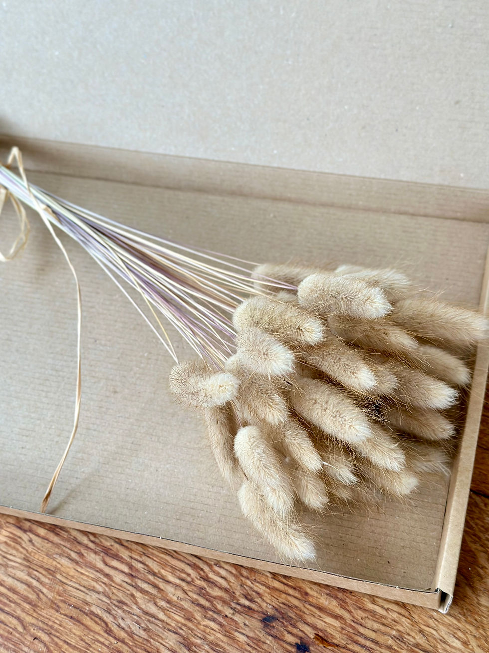 Thumbnail: Dried NATURAL LAGURUS /Bunny Tails, Hare’s Tails, Lambs Tails, 50 stems!