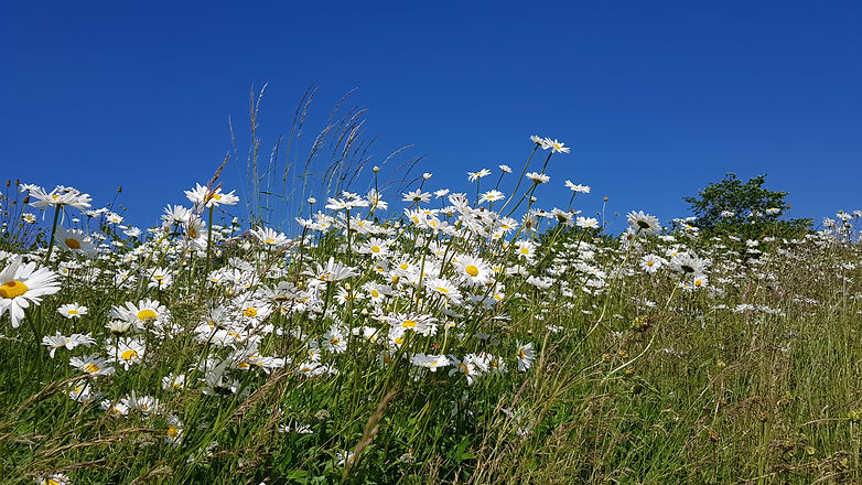Bygholm Biodiversity Area, Denmark