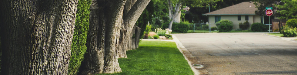 Road treeline
