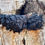 Thumbnail: Sweet Mana Chaga Mushroom Nuggets