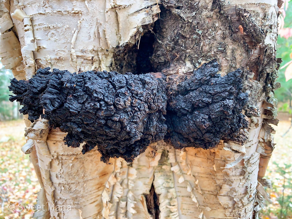 Thumbnail: Sweet Mana Chaga Mushroom Nuggets