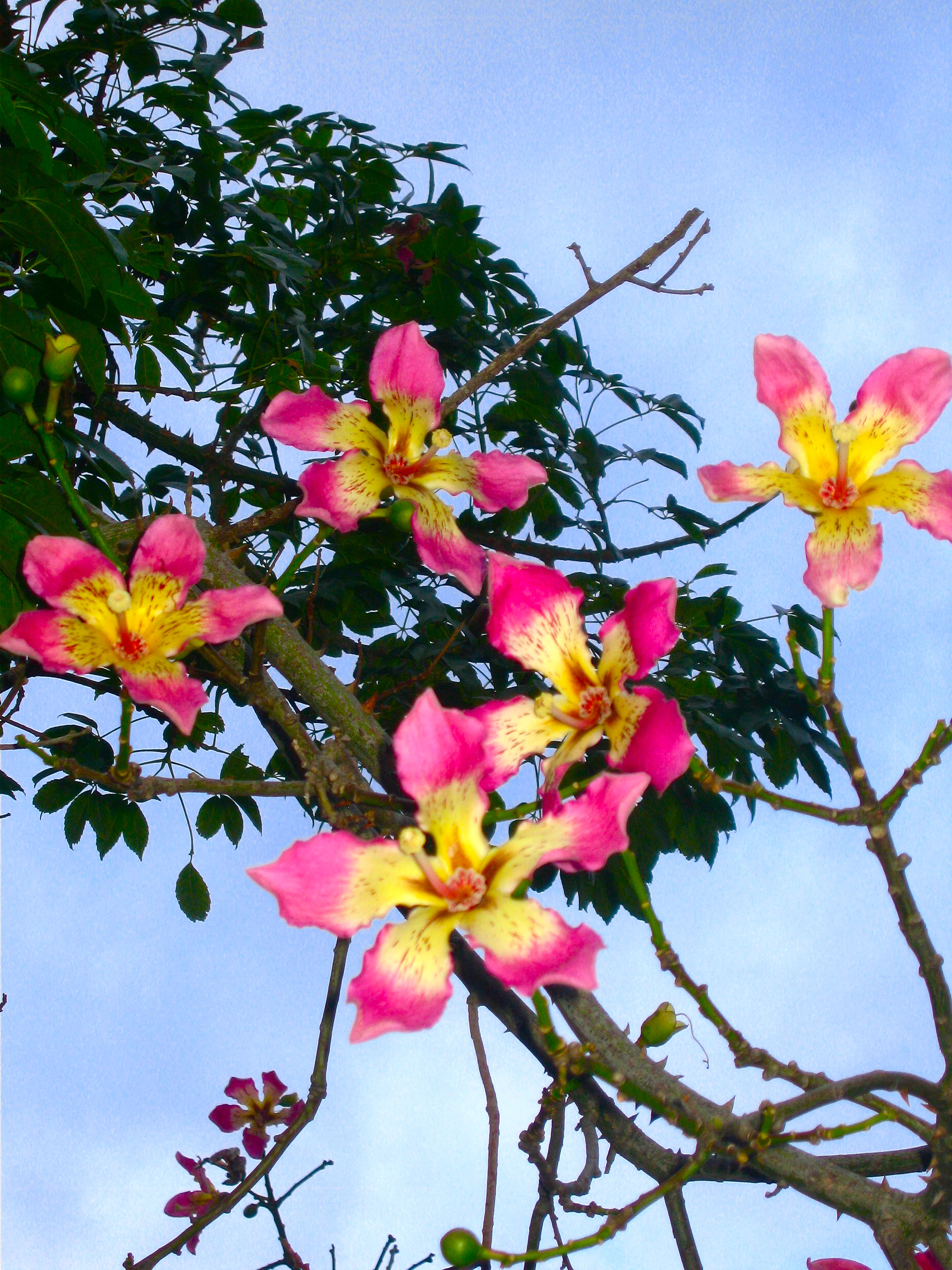 Sweet Mana Italian Flower Blossom Photo