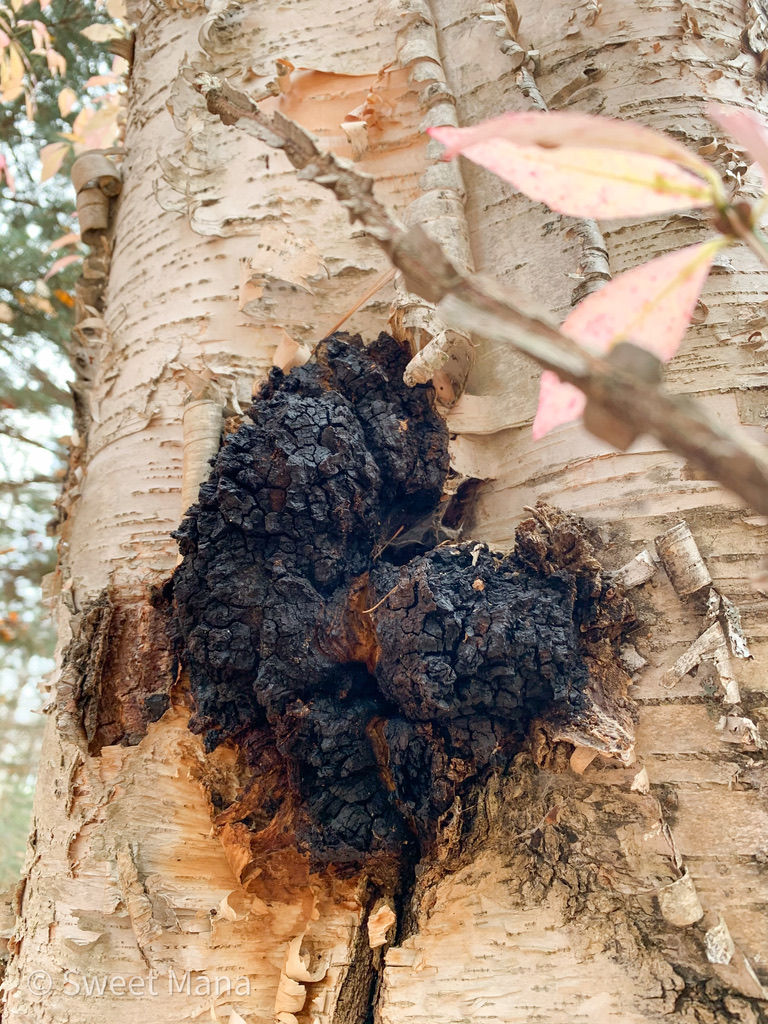 Thumbnail: Sweet Mana Chaga Mushroom Nuggets