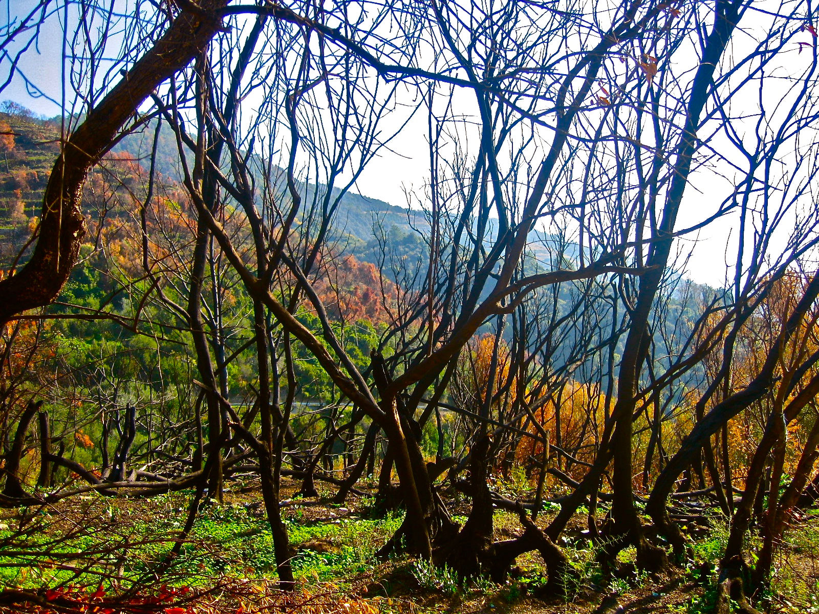 Sweet Mana Italy landscape Photo