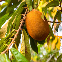 A Cupuacu pod hanging from a tree