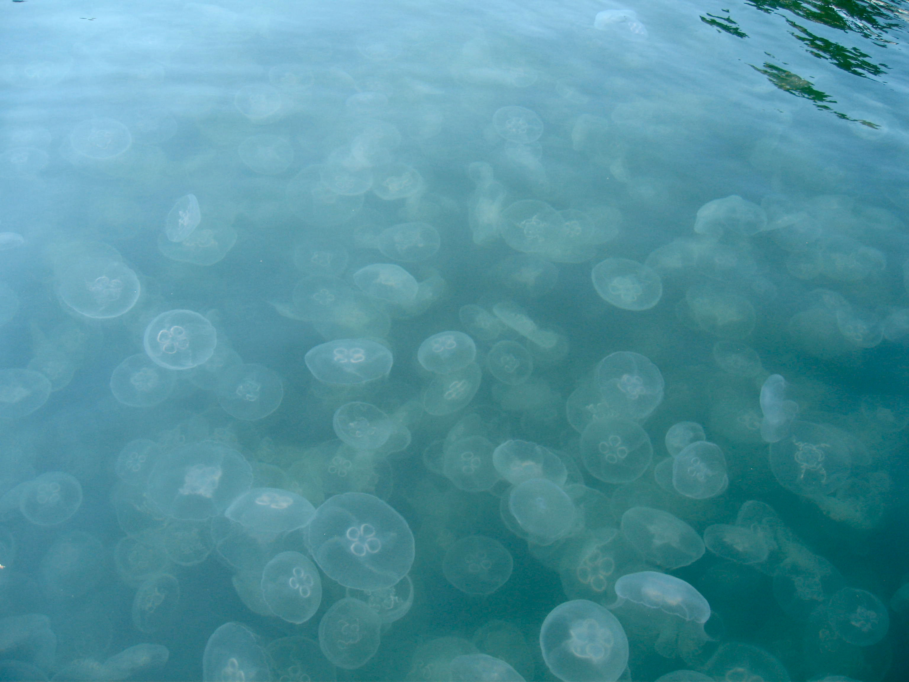 Sweet Mana Jelly Fish Photo