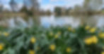 daff1 -6269_1200x675