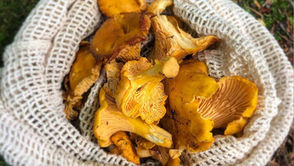 Foraging For Chanterelle Mushrooms In Algoma, Northern Ontario