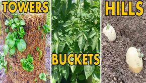 POTATO TOWERS 2020 – Comparing Buckets vs Rows vs Towers – Small Space Backyard Potato P