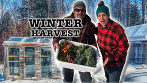 Our Greenhouse In March – Harvesting Vegetables In Winter In Zone 3