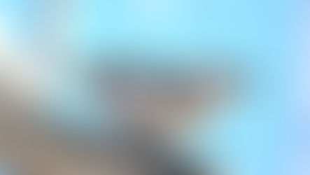 A Bird At The Feeder Is Worth Two In The Bush