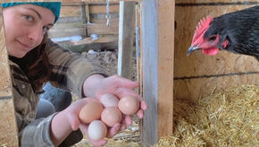 How We Built Our Northern Chicken Coop & Using The Deep Litter Compost Method