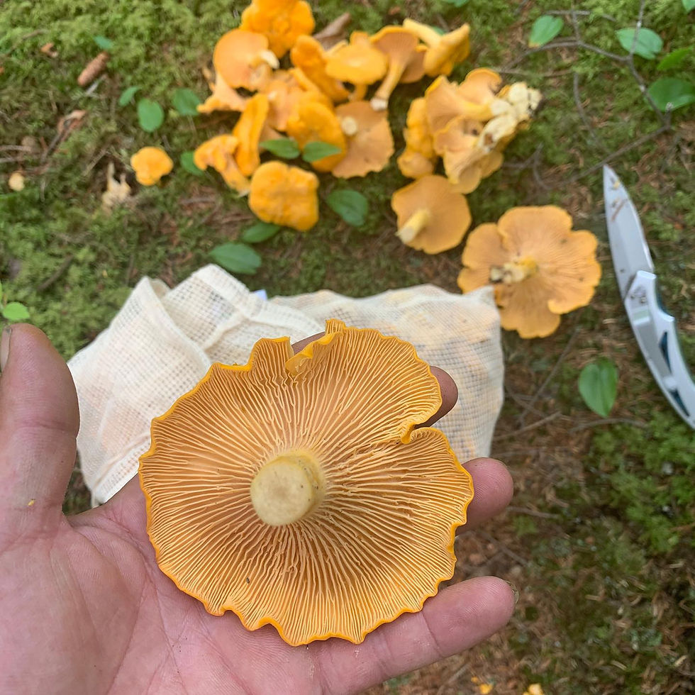 Thumbnail: Dried Chanterelle Mushrooms