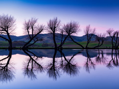 Twilight Dancing Trees