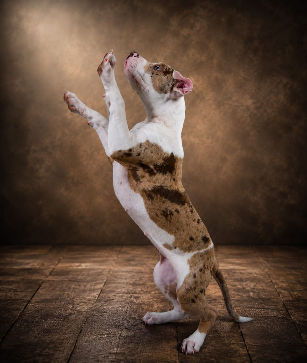 Photographie portrait d'un chien