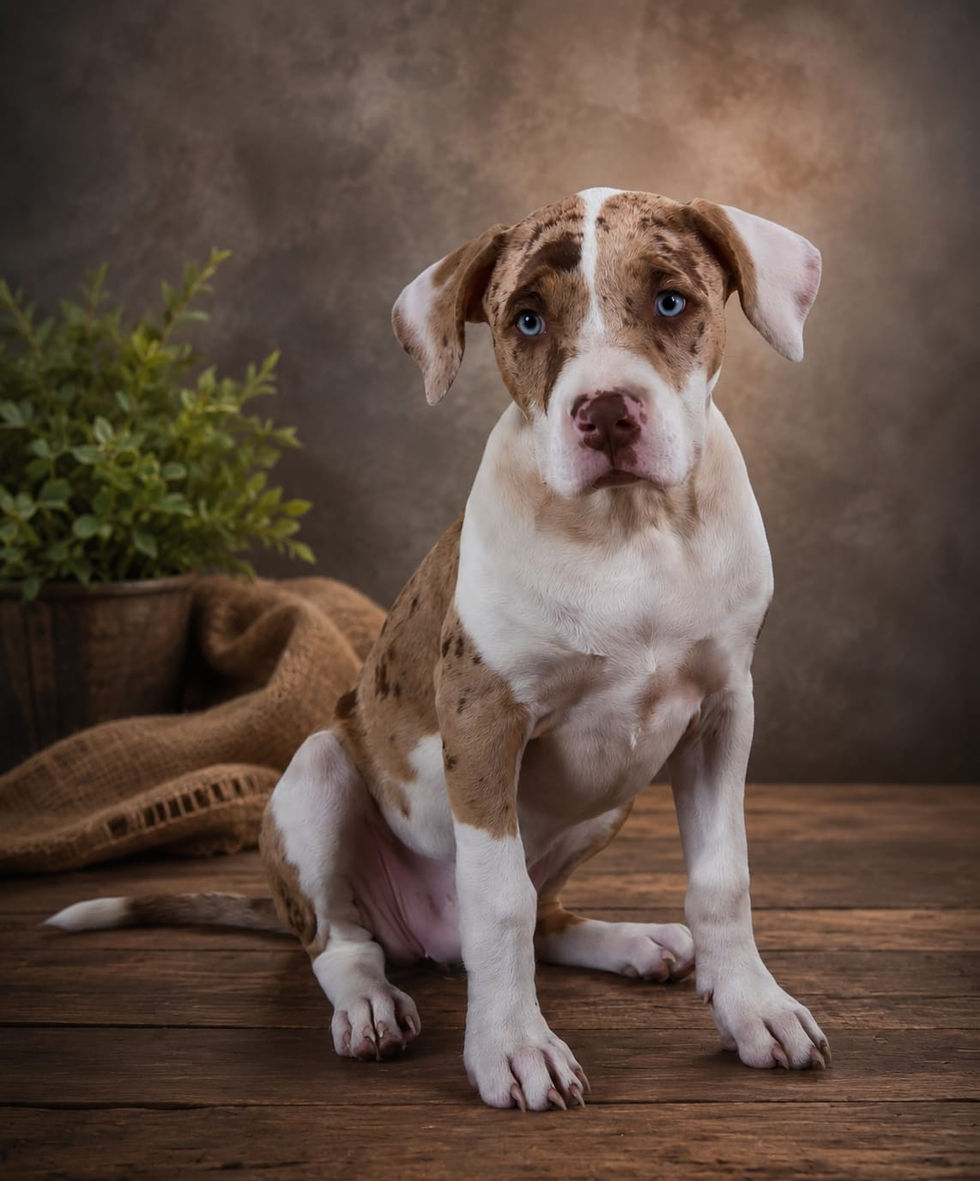 Photographie portrait d'un chien