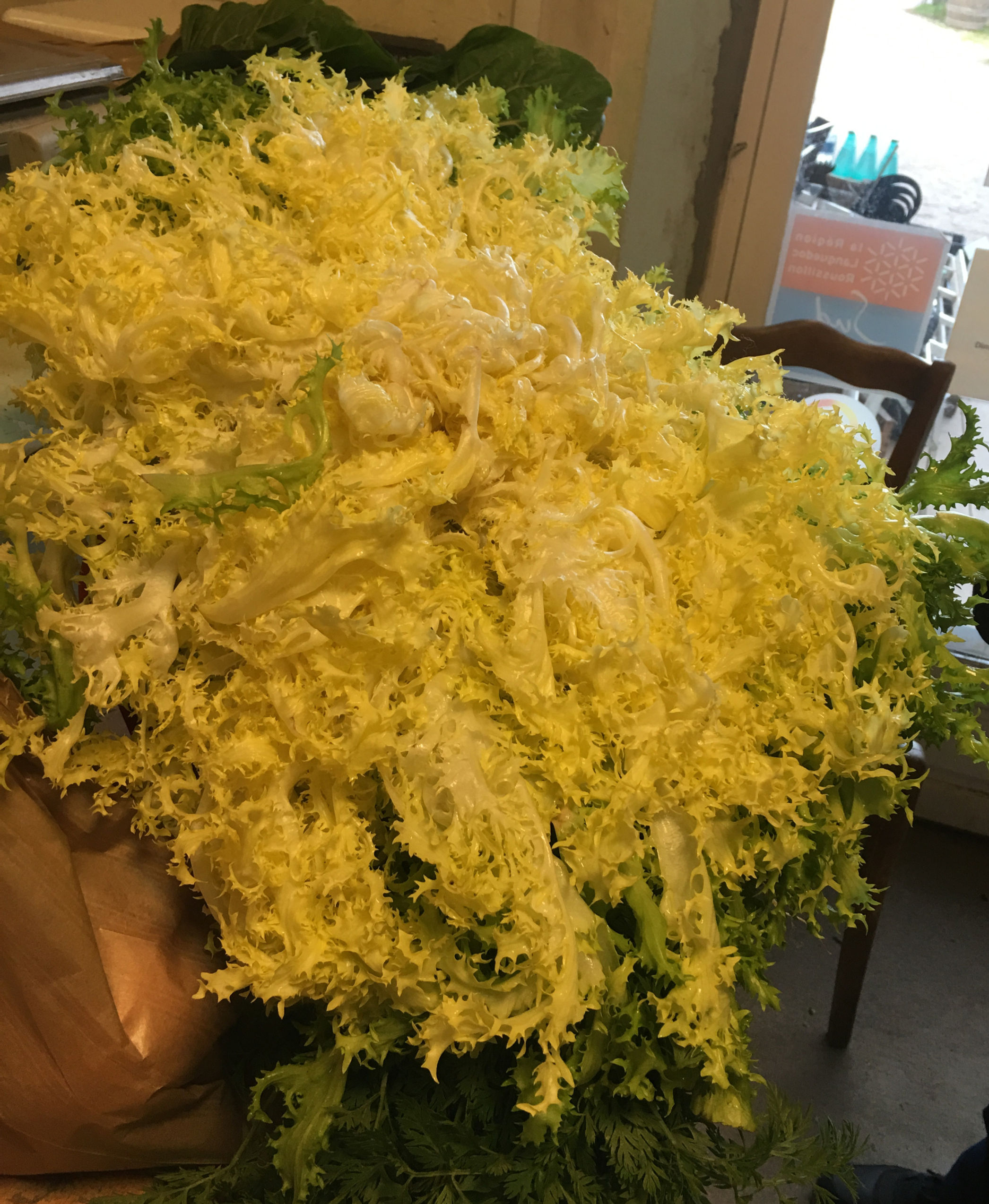 Salade - petite Frisée du Domaine