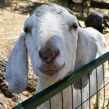 Billy Goat.webp