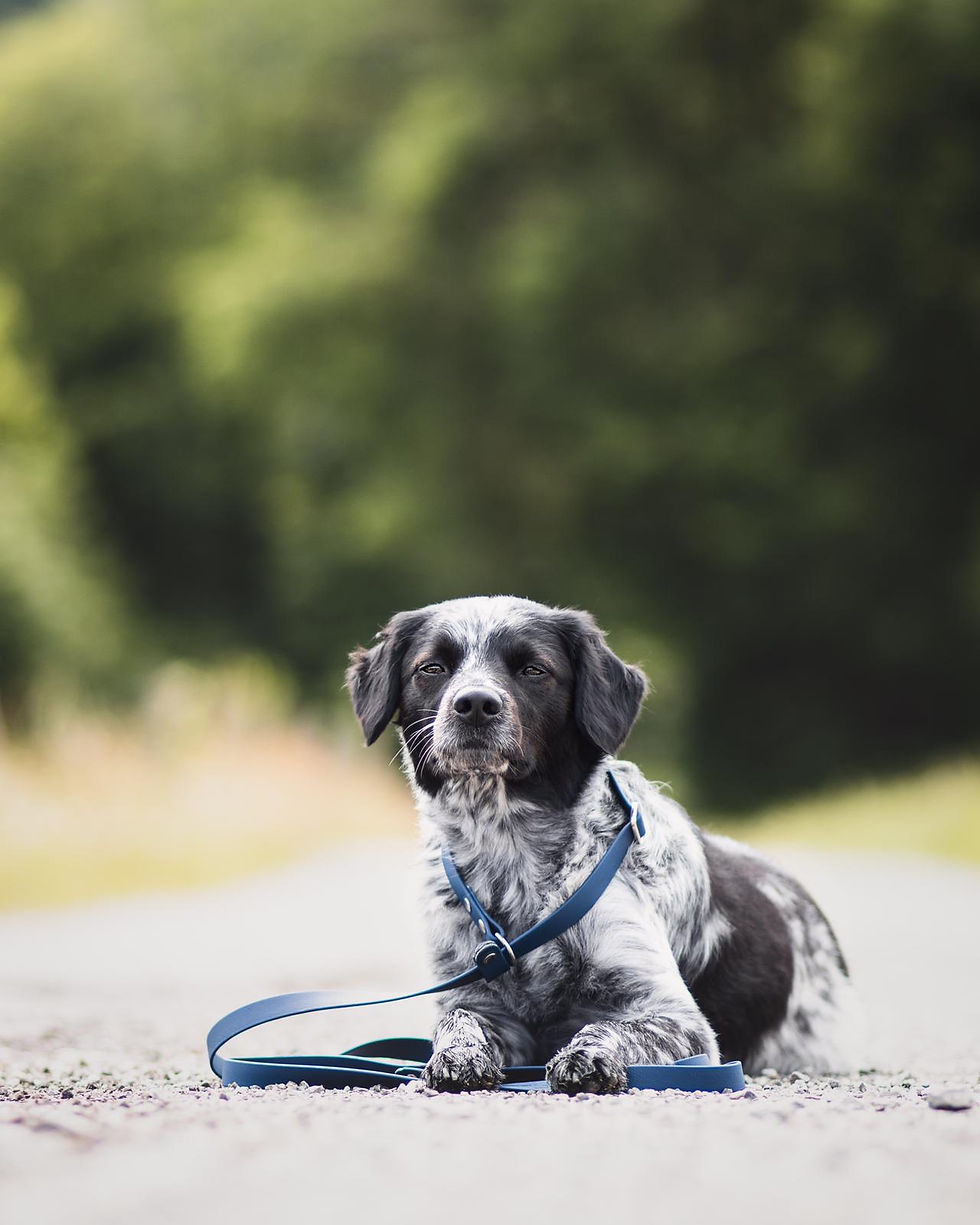 Miniaturbild: Biothane Retrieverleine