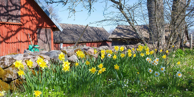 Nolensville Daffodil_edited.jpg