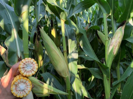 Híbridos de milho para a safra 2022/2023