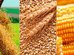 Conab prevê produção de 312,2 milhões de toneladas de grãos na safra 2022/23