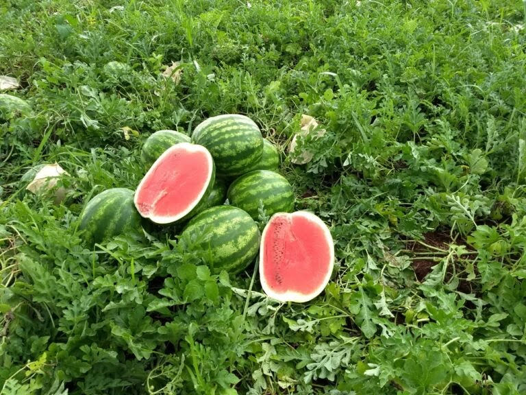 ree