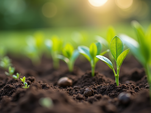 Starting Your Organic Garden: A Beginner’s Guide