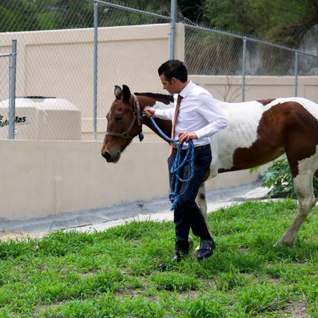 Garantiza Mike Flores vida digna a ‘Manchas’ en santuario para caballos