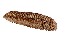 pohjanmaanvuokra