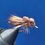 Miniatura: BALLON CADDIS LEGS BROWN