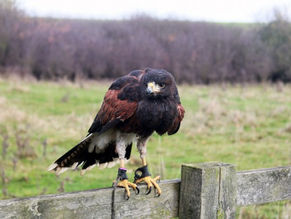FALCONRY