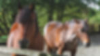 Bran and Deer RH-Sept-2018-450.jpg