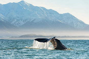 Whale Watching in Kaikoura
