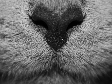 Howl - a flash story on Visual Verse