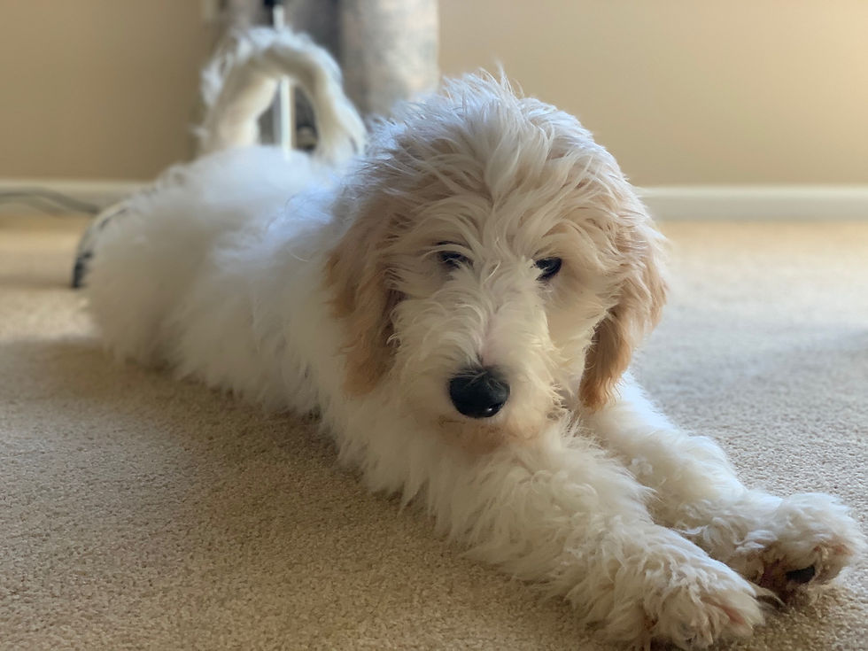 Gracie Training Day 1