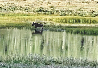 Moose at Sheeps Lake: 5x7 Matted Photograph