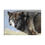 Thumbnail: Niko Grey Wolf: 5x7 Matted Photograph