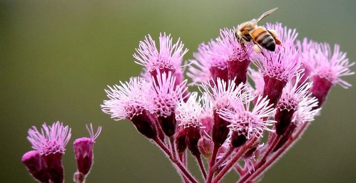 abelha na flor