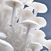 PRO Ingredient_Mushrooms.jpg