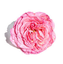 PRO Ingredient_Rosa Roxburghii_SOD.jpg