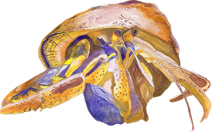 Hermit crab and shore biome