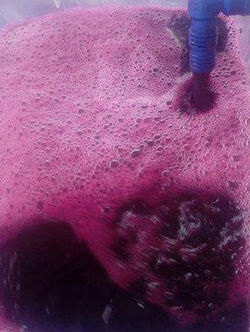 Produção de Suco de Uva